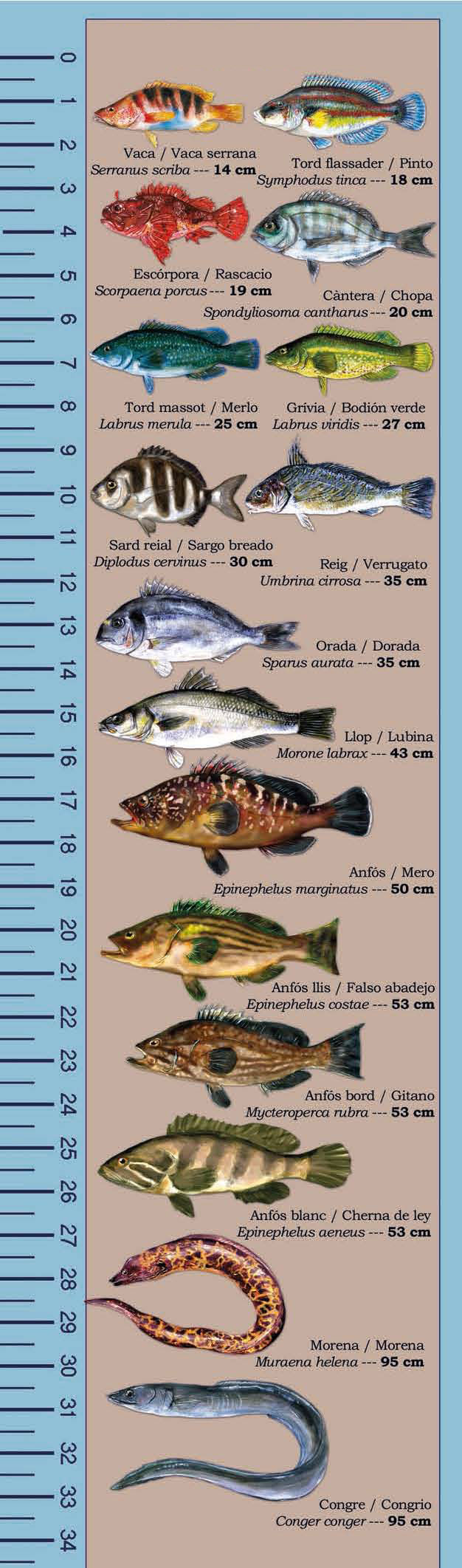 Minimistorlekar fisk marina reservat Balearerna - fiskeregler spanskt fiskekort