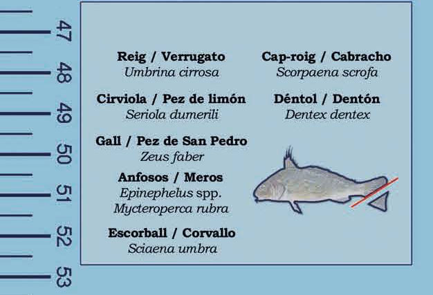 Märkningsinstruktioner fiskarter Balearerna - spanskt fiskekort