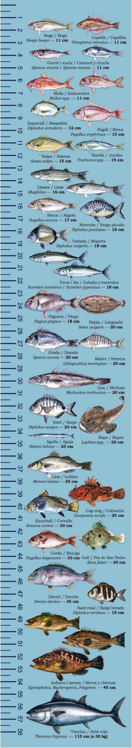 Minimistorlekar fisk Balearerna - fiskeregler för spanskt fiskekort Mallorca Ibiza Menorca Formentera