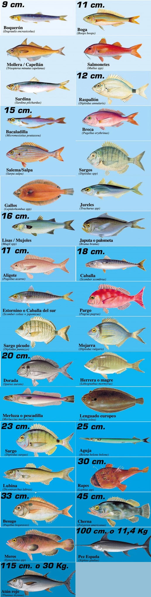 Minimistorlekar fisk Spanien - fiskeregler för spanskt fiskekort