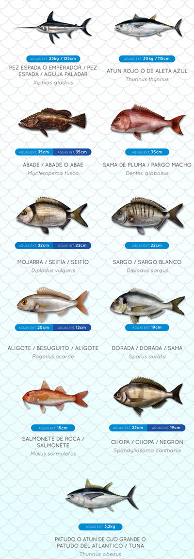 Minimistorlekar fisk Kanarieöarna del 1 - tonfisk zwaardvis dorade fiskekort Spanien