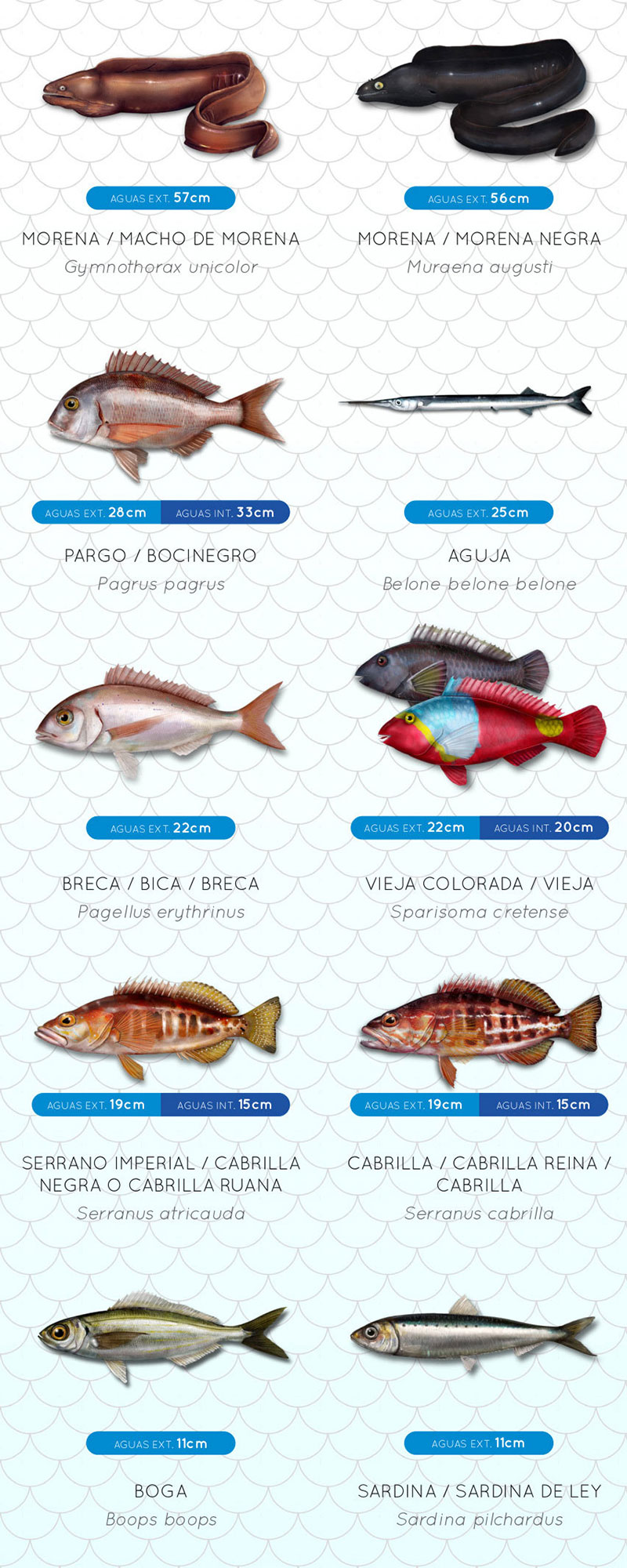 Minimistorlekar fisk Kanarieöarna del 2 - fiskeregler för spanskt fiskekort