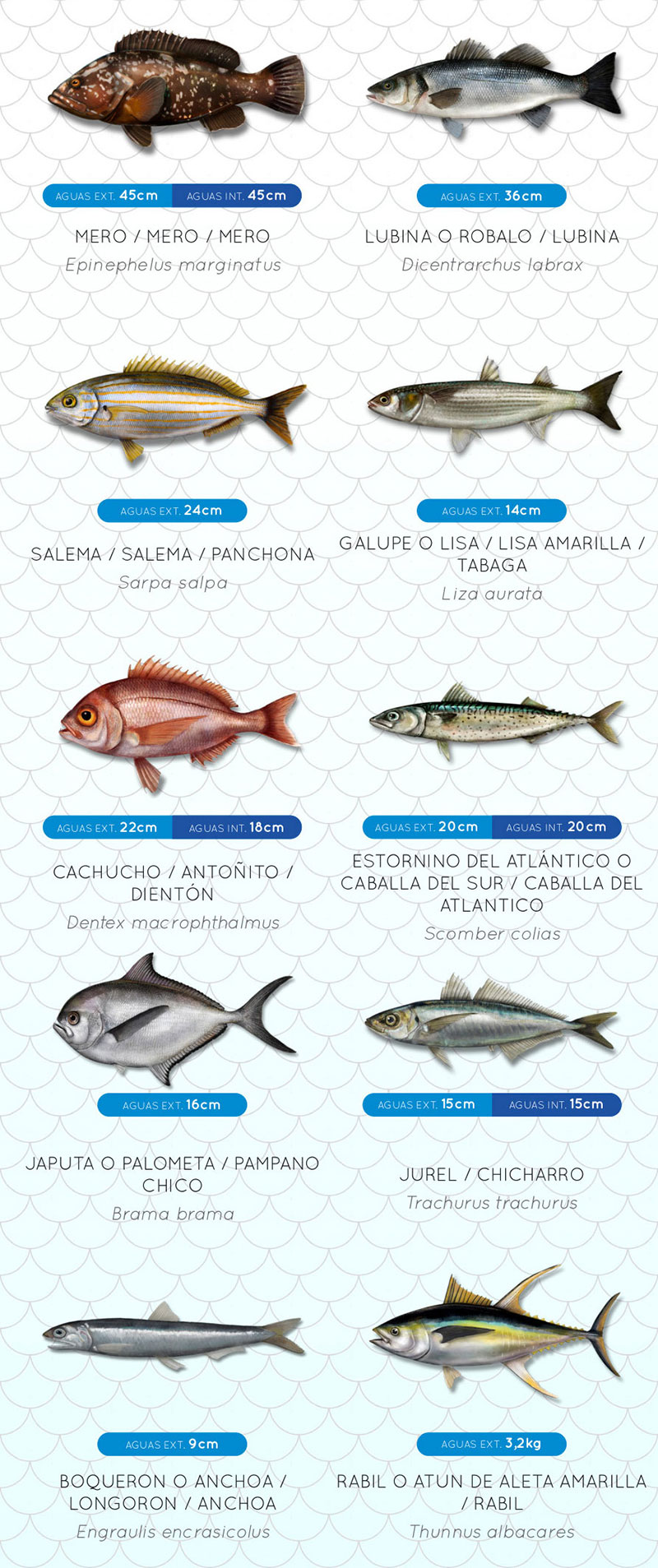 Minimistorlekar fisk Kanarieöarna del 3 - fiskeregler för spanskt fiskekort